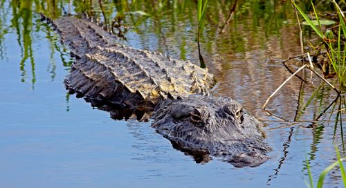 Choosing the Best Communication Configuration for Your IoT Device Network